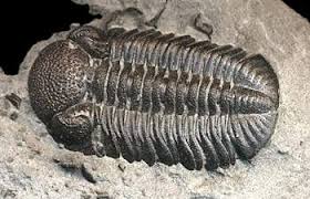 Image result for trilobite